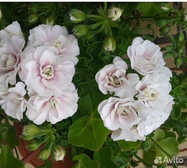 Пеларгония плющелистная в ассортименте