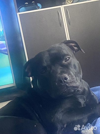 Стаффордширский бультерьер вязка