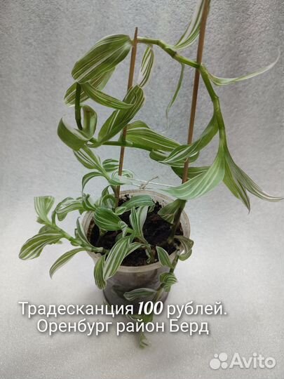 Традесканция