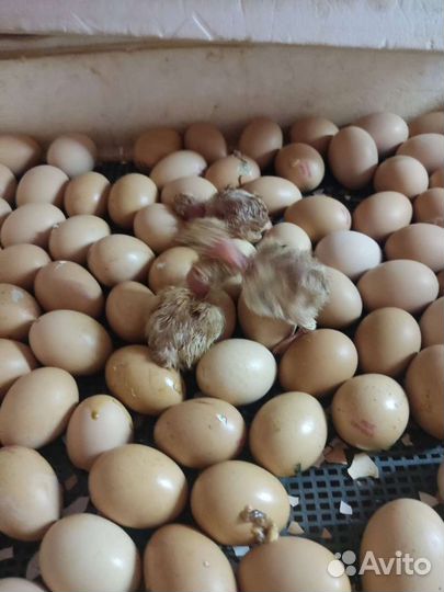 Инкубационное яйцо опт и розница