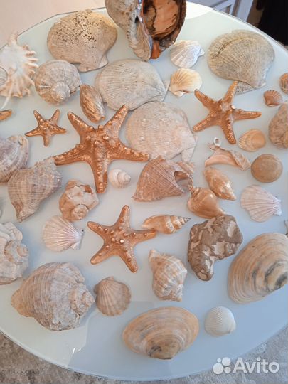 Ракушки для ландшафтного дизайна и творчества