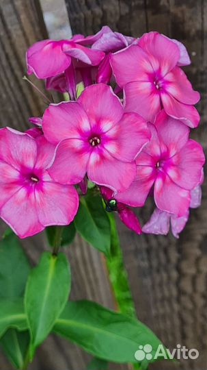 Флоксы сортовые в наличии, 170 сортов