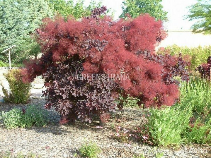 Саженцы Скумпия кожевенная Фолис Порпуреус