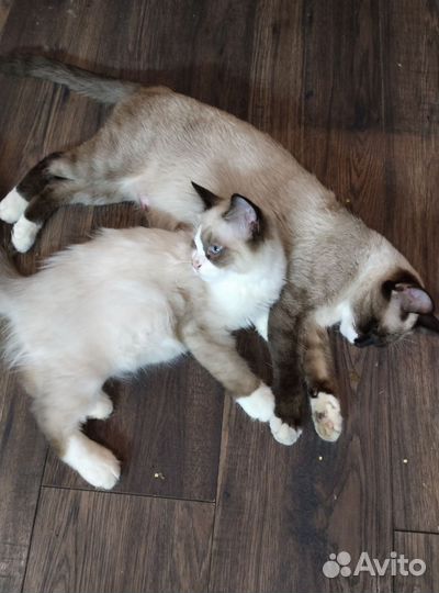 Кошки