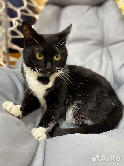 Кошечка Маня, очень хочет домой