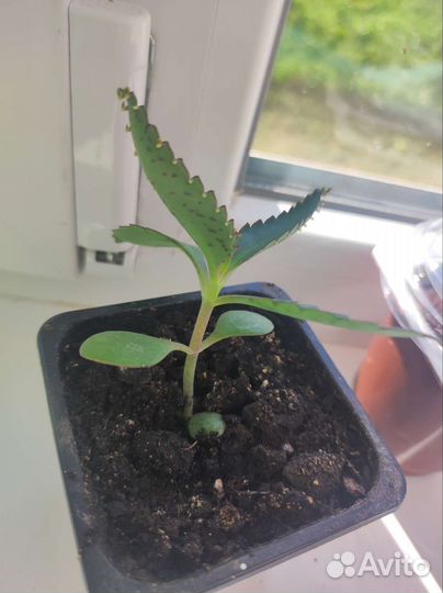 Каланхоэ лечебное