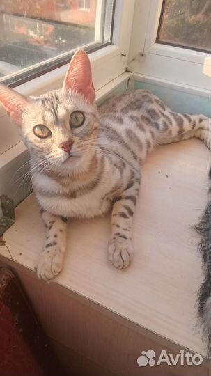 Бенгальская кошка серебро