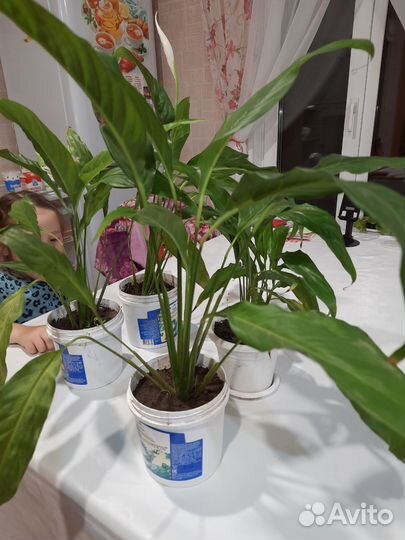 Спатифиллум