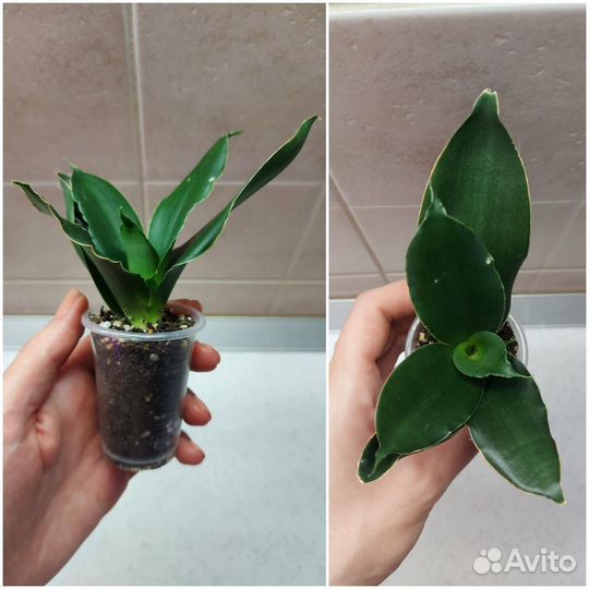 Сансевиерии