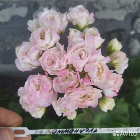 Срезы сортовых пеларгоний
