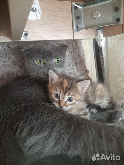 Кошка в дар бесплатно