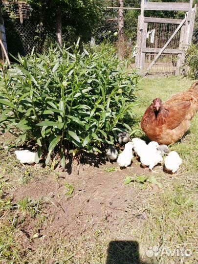 Цыплята несушки