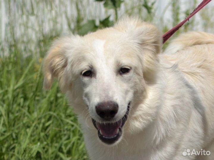 Метис ретривера 10 месяцев