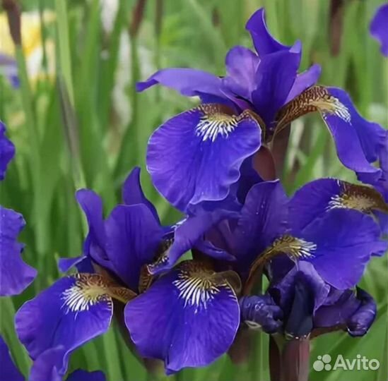 Ирисы бородатые