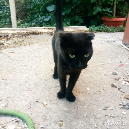 Найдена кошка
