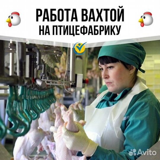 Вакансия на птицефабрике, профессиональный рост