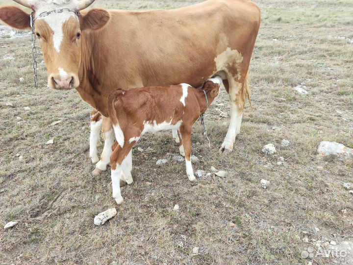 Тёлочки и телята