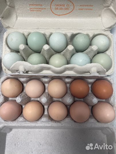 Яйца на инкубацию