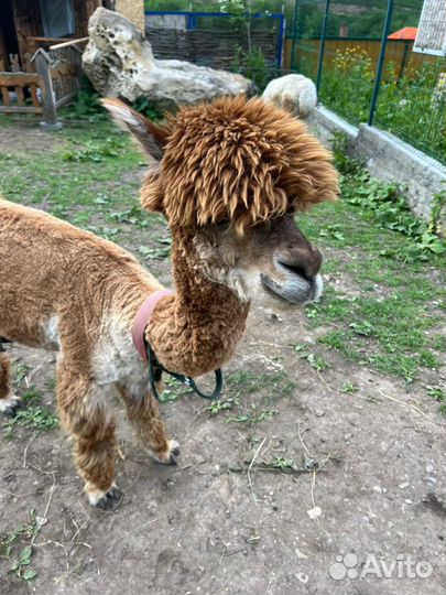 В гости к альпакам: воспоминания на всю жизнь