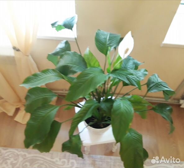 Гиганский Спатифиллум 110см 85см