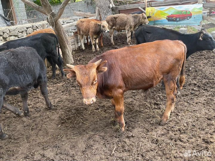 Продаются бычки