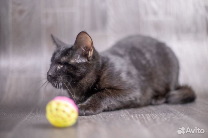 Кошечка Сажа