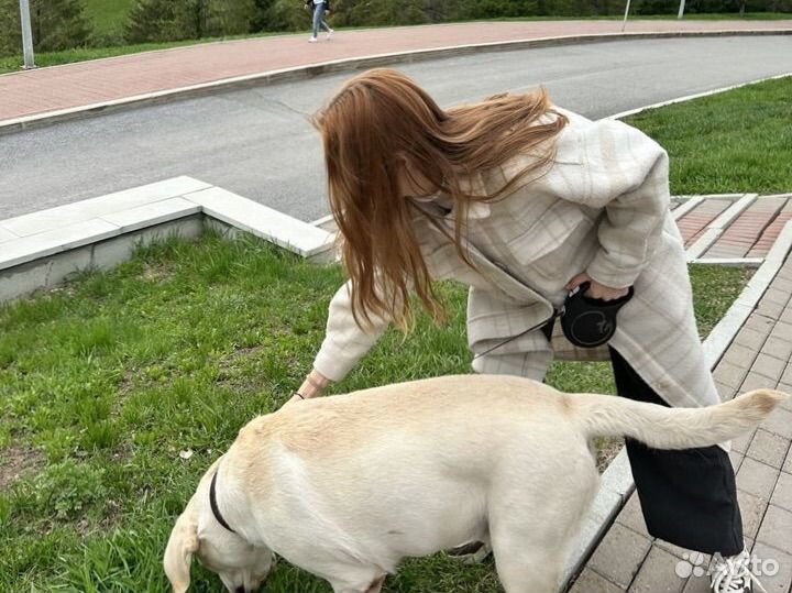 Выгул собак с 12 лет