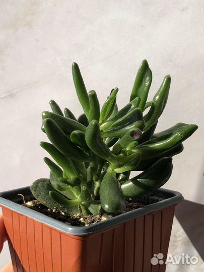 Крассула хоббит