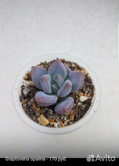 Суккуленты 3