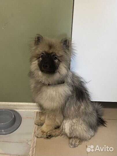 Пушистый комок