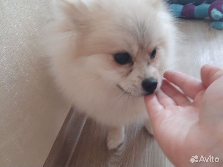 Померанский шпиц