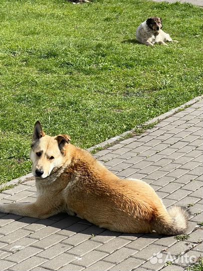 Собака ищет добрые руки