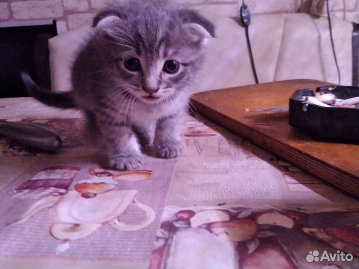 Продаю котят