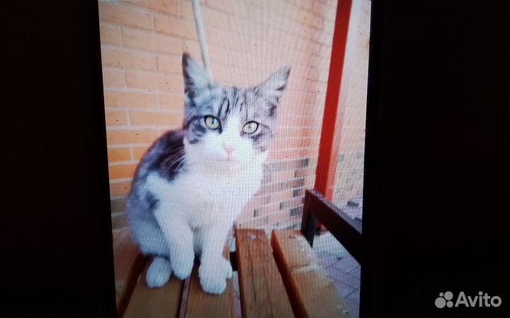 Котик в добрые руки