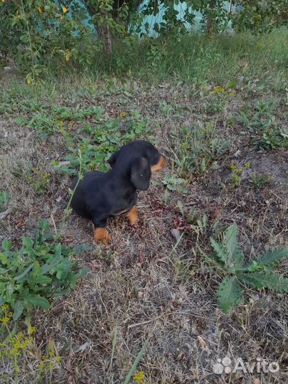 Такса стандартная