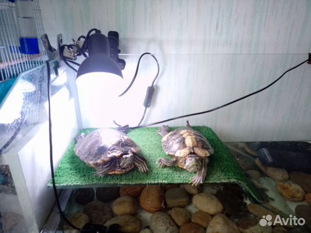 Две красноухие черепахи с аквариумом