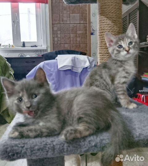 Кошки в добрые руки бесплатно