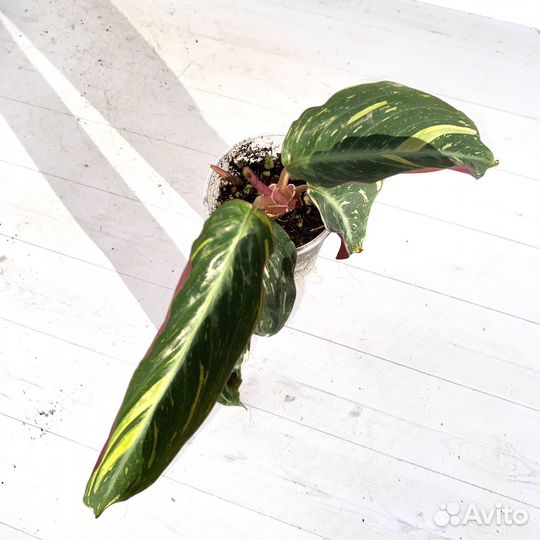 Строманта Magic Star