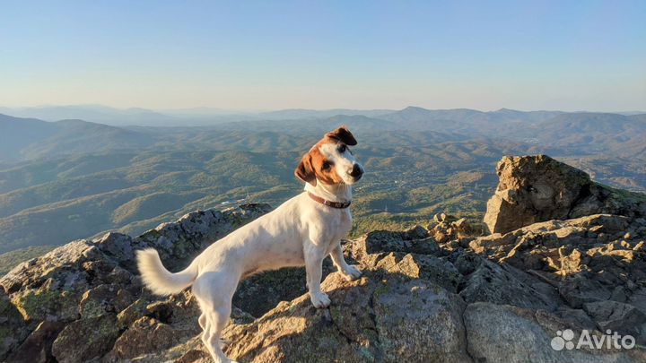 Джек Рассел девочка вязка