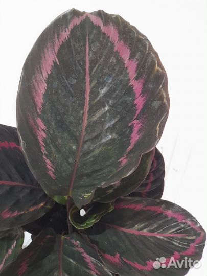 Калатея чёрная принцесса