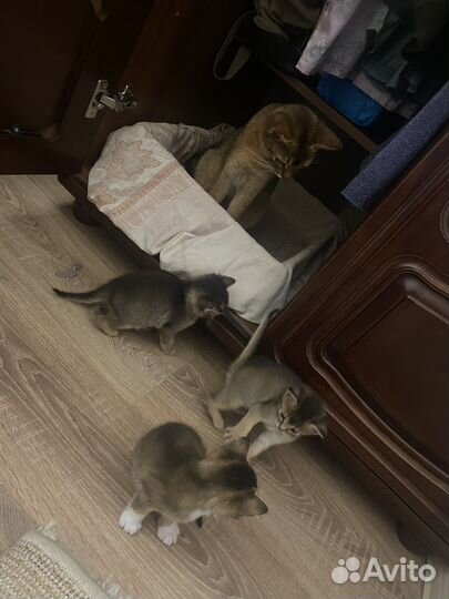 Абиссинские котята