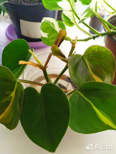 Комнатные растения