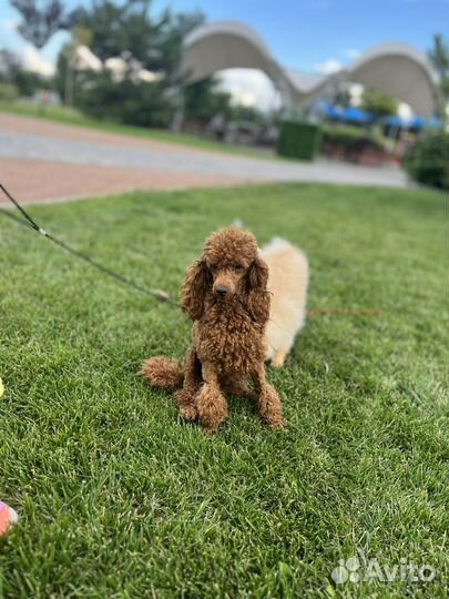 Пудель той РКФ