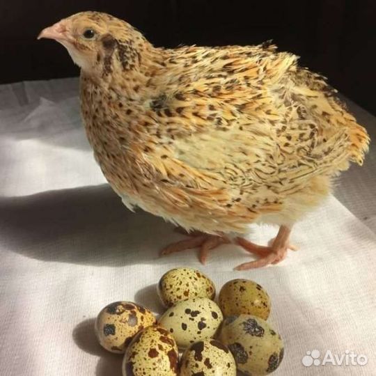 Яйца перепелиные инкубационное
