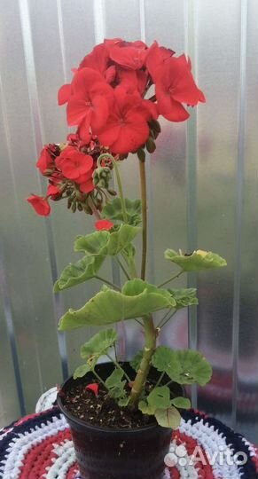 Пеларгония герань разные сорта