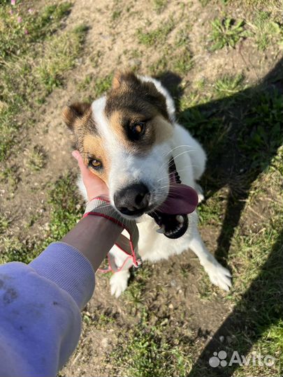 Собака в добрые руки