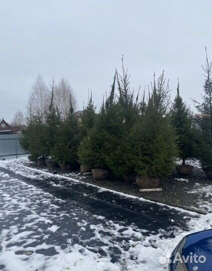 Посадка Крупномеров (Ель,Сосна,Кедр,Пихта)