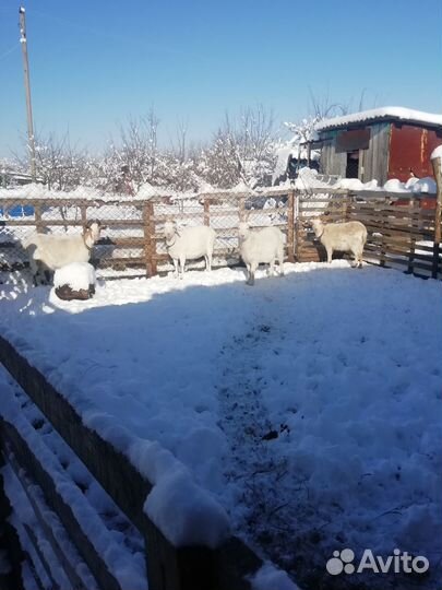 Козы,козлята,тёлки