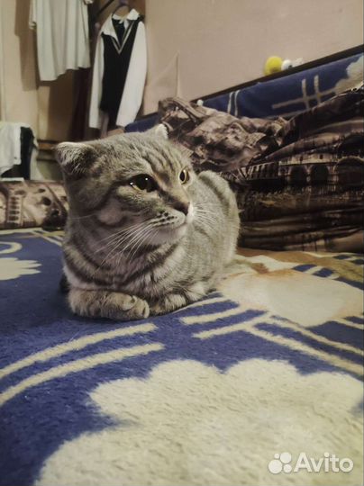 Скотиш фолд