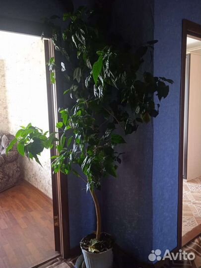 Гибискус китайская роза